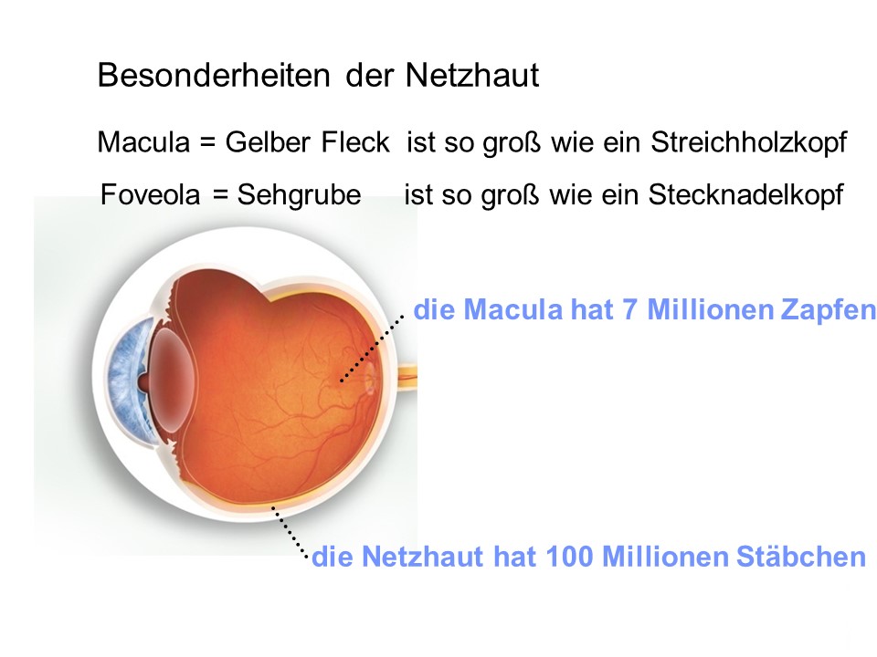 Augenarztpraxis Dr. Brodehl